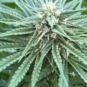 26 Gorilla Cookies Fast