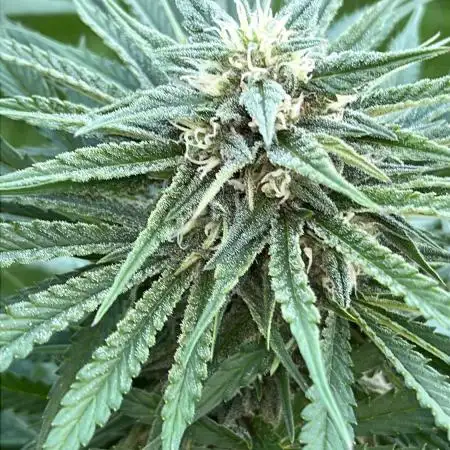 26 Gorilla Cookies Fast
