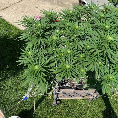 26 Gorilla Cookies Fast