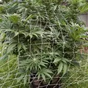 26 Amnesia Haze Fast