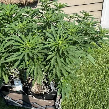 26 Gorilla Cookies Fast