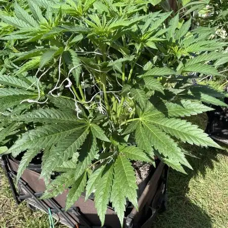 25 Tropicana Cookies Fast