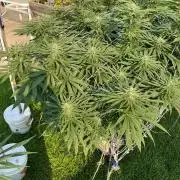 26 Gorilla Cookies Fast
