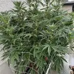 25 Tropicana Cookies Fast