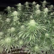 26 Gorilla Cookies Fast