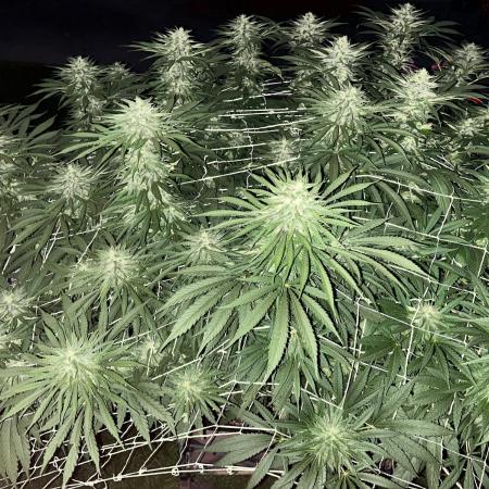 26 Gorilla Cookies Fast