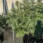 25 Tropicana Cookies Fast