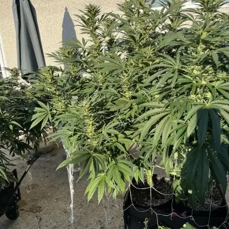 25 Tropicana Cookies Fast