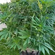 26 Amnesia Haze Fast
