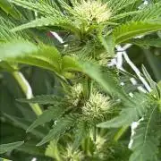 26 Amnesia Haze Fast
