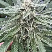 26 Amnesia Haze Fast