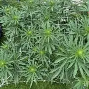 26 Gorilla Cookies Fast