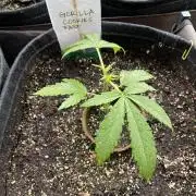 26 Gorilla Cookies Fast