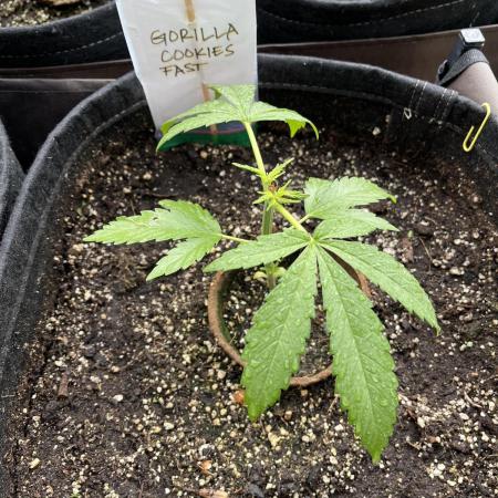 26 Gorilla Cookies Fast