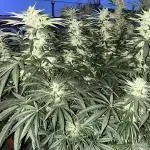 25 Lemon Cream Kush