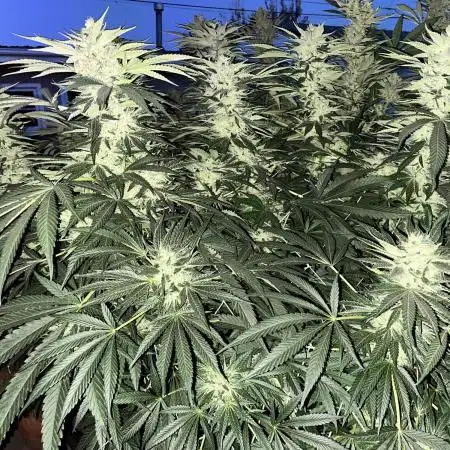 25 Lemon Cream Kush