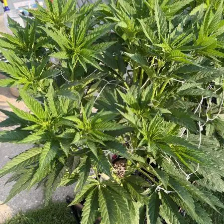 25 Tropicana Cookies Fast