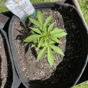 26 Gorilla Cookies Fast