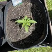 26 Amnesia Haze Fast