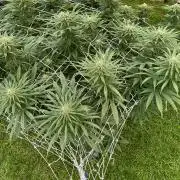26 Gorilla Cookies Fast
