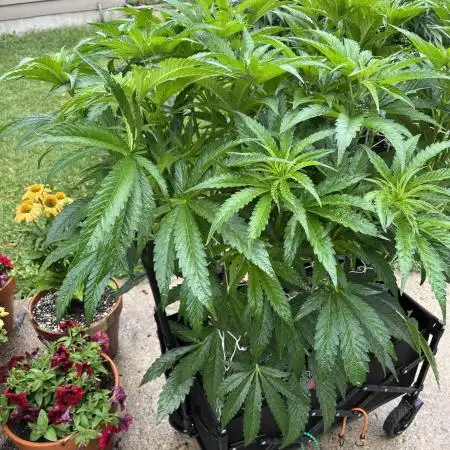 25 Lemon Cream Kush