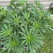 26 Gorilla Cookies Fast