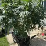 25 Lemon Cream Kush