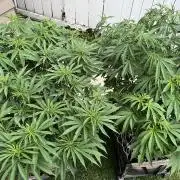 26 Purple Ghost Candy