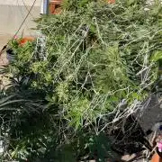 26 Amnesia Haze Fast