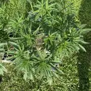 26 Gorilla Cookies Fast