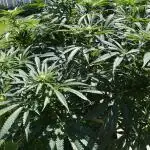 25 Lemon Cream Kush