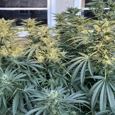 25 Lemon Cream Kush