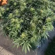 26 Gorilla Cookies Fast