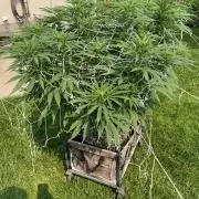 26 Gorilla Cookies Fast