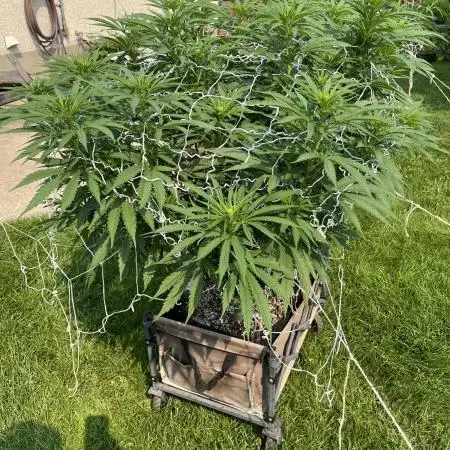 26 Gorilla Cookies Fast