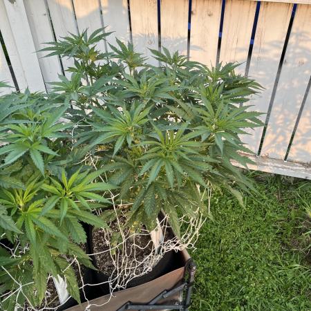 26 Gorilla Cookies Fast