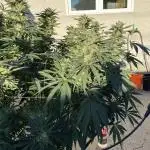 25 Lemon Cream Kush