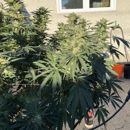 25 Lemon Cream Kush