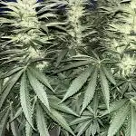 25 Lemon Cream Kush