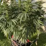 25 Lemon Cream Kush