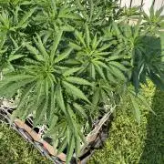 26 Gorilla Cookies Fast