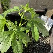 26 Gorilla Cookies Fast