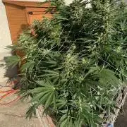 26 Amnesia Haze Fast