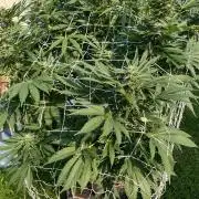 26 Amnesia Haze Fast
