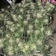 26 Gorilla Cookies Fast