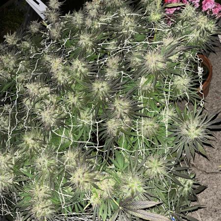 26 Gorilla Cookies Fast