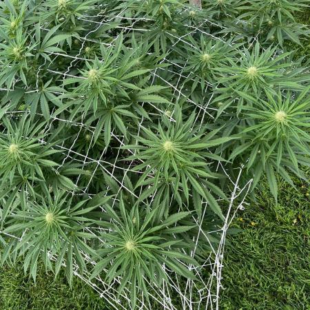 26 Gorilla Cookies Fast
