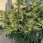 25 Tropicana Cookies Fast