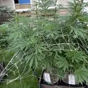 26 Amnesia Haze Fast