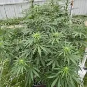 26 Purple Ghost Candy
